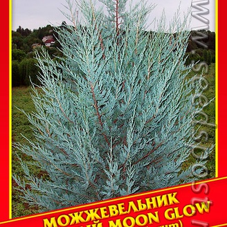 Можжевельник Скальный «Moon Glow», 5 шт.