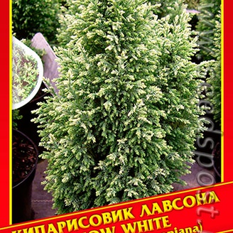 Кипарисовик Лавсона «Snow White», 0,2 г
