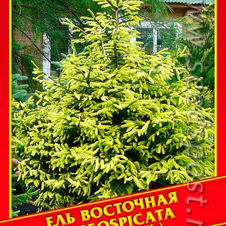 Ель Восточная «Aureospicata», 10 шт. 