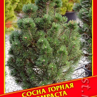 Сосна Горная «Compacta», 5 шт.