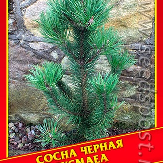 Сосна Черная «Pygmaea», 5 шт.