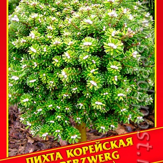 Пихта Корейская «Silberzwerg», 5 шт.
