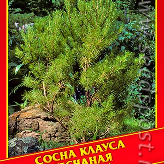 Сосна Клауса/Песчаная, 3 шт.