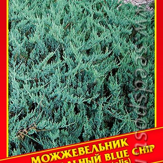 Можжевельник Горизонтальный «Blue Chip», 5 шт.