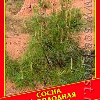 Сосна Яйцеплодная, 3 шт.