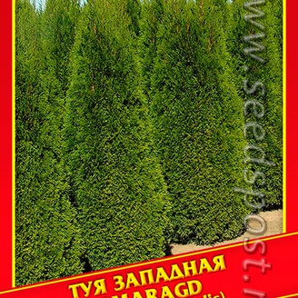 Туя Западная «Smaragd», 0,3 г