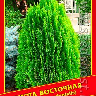 Биота Восточная, 0,3 г 