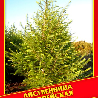 Лиственница Европейская, 10 шт.