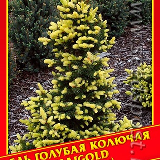 Ель Голубая/Колючая «Maigold», 10 шт.