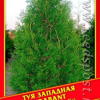 Туя Западная «Brabant», 0,3 г