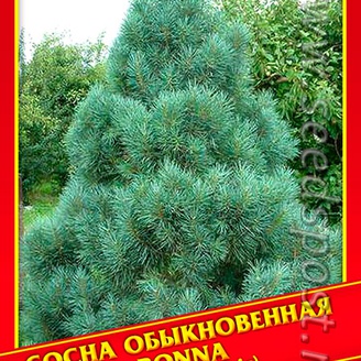 Сосна Обыкновенная «Bonna», 5 шт.