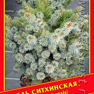Ель Ситхинская, 10 шт.