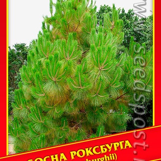 Сосна Роксбурга, 3 шт.