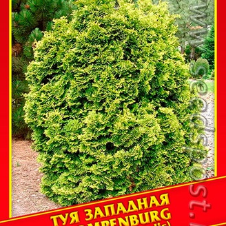 Туя Западная «Trompenburg», 0,3 г