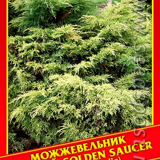 Можжевельник Средний «Golden Saucer», 5 шт.