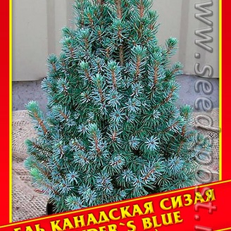 Ель Канадская/Сизая «Sander&#39;s Blue», 10 шт.