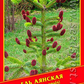 Ель Аянская, 10 шт. 