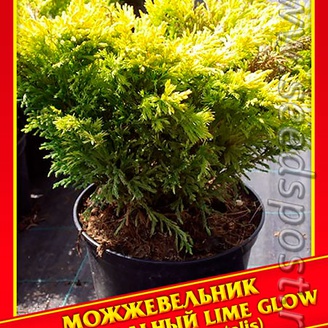 Можжевельник Горизонтальный «Lime Glow»,5 шт.