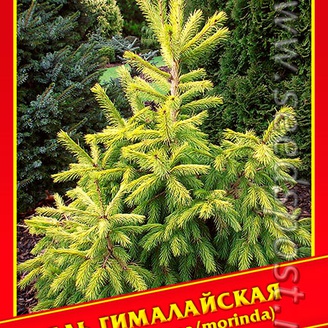 Ель Гималайская,10 шт. 