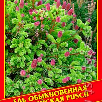 Ель Обыкновенная/Европейская «Pusch», 10 шт.
