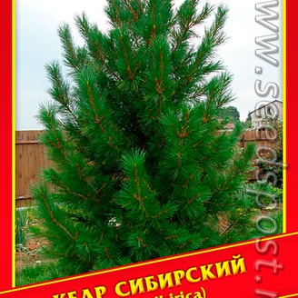 Кедр Сибирский, 5 шт.