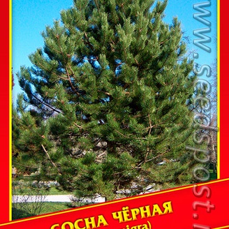 Сосна Черная, 5 шт.