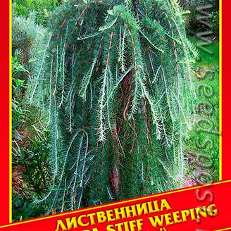 Лиственница Кэмпфера «Stiff Weeping», 10 шт.