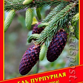 Ель Пурпурная, 10 шт.