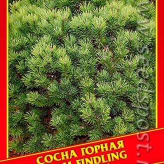 Сосна Горная «Gnom Findling», 5 шт.