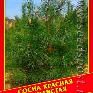 Сосна Красная/Смолистая, 3 шт.