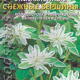 Молочай окаймленный Снежные вершины, 0,5 г