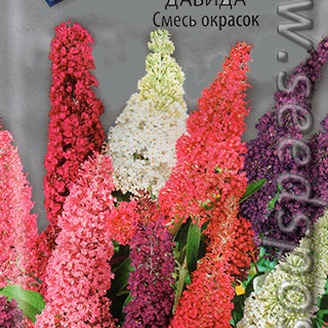 Буддлея Давида, Смесь окрасок, 10 шт.