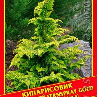 Кипарисовик Туполистный «Fernspray Gold», 0,2 г