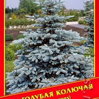 Ель Голубая/Колючая, 10 шт. 