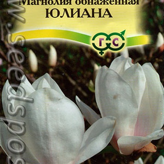 Магнолия обнаженная Юлиана, 3 шт.
