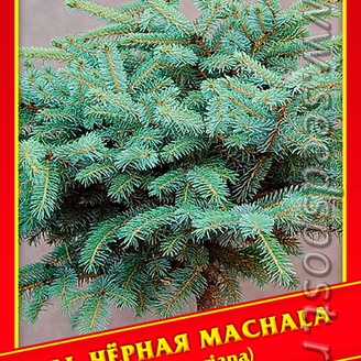 Ель Черная «Machala», 10 шт.