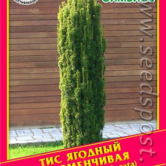 Тис Ягодный Ф. Изменчивая, 0,2 г  (≈ 4 шт.)
