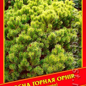 Сосна Горная «Ophir», 5 шт.