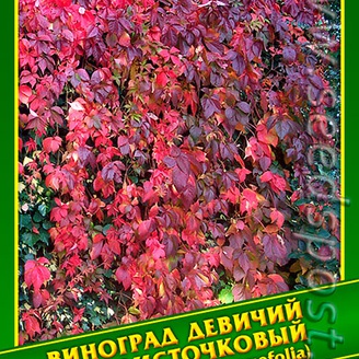 Виноград Девичий Пятилисточковый, 1 г (≈ 20 шт.)    