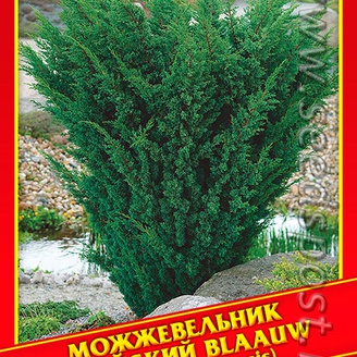 Можжевельник Китайский «Blaauw», 5 шт. 