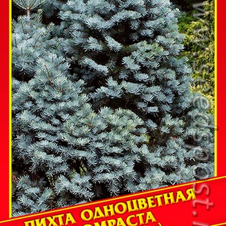 Пихта Одноцветная «Compacta», 5 шт.