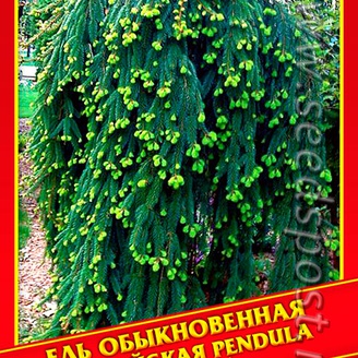 Ель Обыкновенная/Европейская «Pendula», 10 шт.