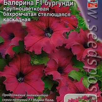 Петуния каскадная крупноцветковая Балерина Бургунди F1, 10 шт. 