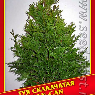 Туя Складчатая «Can-Can», 0,3 г