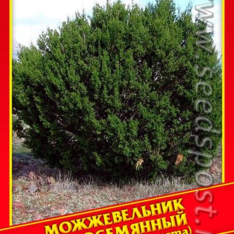 Можжевельник Односемянный, 3 шт.