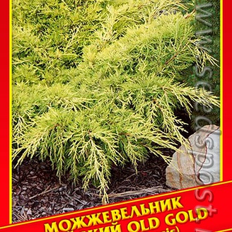 Можжевельник Китайский «Old Gold», 5 шт.