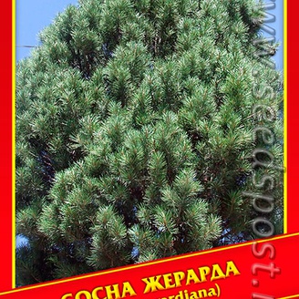 Сосна Жерарда, 2 шт.