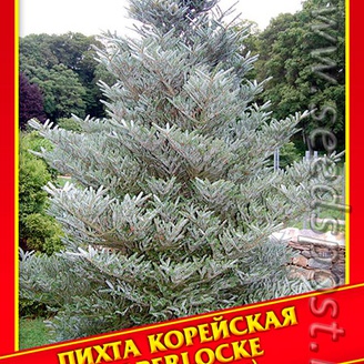 Пихта Корейская «Silberlocke», 5 шт.