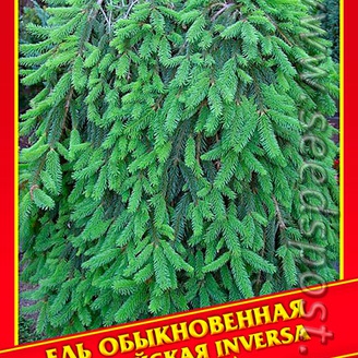 Ель Обыкновенная/Европейская «Inversa», 10 шт.