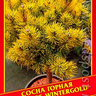 Сосна Горная «Carsten&#39;s Wintergold», 5 шт.